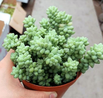 4" Donkey's Tail, Live Sedum Morganianum-Burro's Tail Succulent Fully Rooted in Pots with Soil Mix, Rare House Plant for Home Office Wedding Indoor Outdoor Decoration, DIY Projects, Party Favor