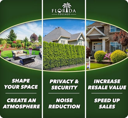 Leyland Cypress | 1 Quart Size Plant | Cupressocyparis leylandii | Fast Growing Privacy Trees, Evergreen Landscape Plants, Drought Tolerant, Low Maintenance, Windbreak, Hardy