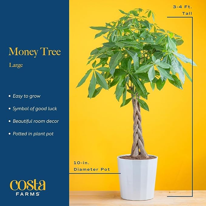 Costa Farms Money Tree Live Plants, Pack of 2 | Easy to Grow Indoor Houseplants in 10-Inch Plant Pots | 3-4 Feet Tall Bonsai | Home, Office, or Room Decor | Birthday, Housewarming Gift