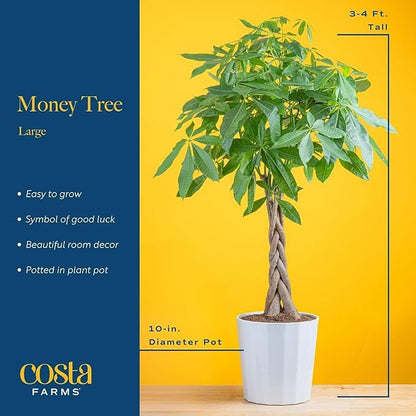 Costa Farms Money Tree Live Plants, Pack of 2 | Easy to Grow Indoor Houseplants in 10-Inch Plant Pots | 3-4 Feet Tall Bonsai | Home, Office, or Room Decor | Birthday, Housewarming Gift