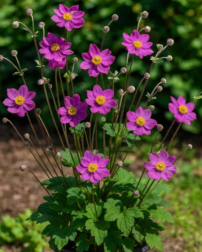 Perennial Farm Anemone x Hybrida 'Pamina' – Live Windflower in #1 Container, Semi-Double Deep Rose-Pink Blooms, Long Blooming, Deer Resistant, Perfect for Borders, Shade & Pollinator Gardens