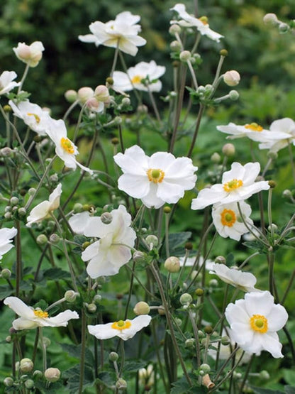 Perennial Farm Anemone x Hybrida 'Honorine Jobert' – Live Windflower in #1 Container, Elegant White Blooms with Yellow Centers, Long Blooming, Deer Resistant, Great for Shade & Pollinator Gardens