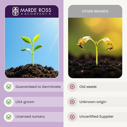 Climbing Vine Seeds for Planting – Colorful Mix of Climbing Flower Seeds: Morning Glory, Nasturtium, Black-Eyed Susan Vine, and Sweet Pea