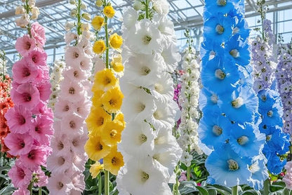 Hollyhock Seeds for Planting, Mixed Colors - 100+ Seeds - Long Blooming Period in All Zones