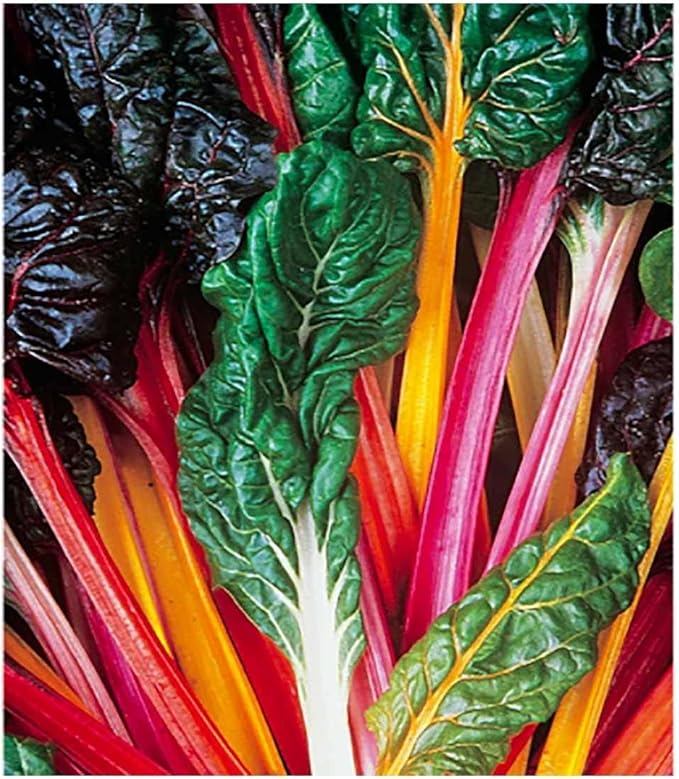 Rhubarb Swiss Chard - Delicious and Nutritious… - Delicious and Nutritious - Approximately 175 Seeds