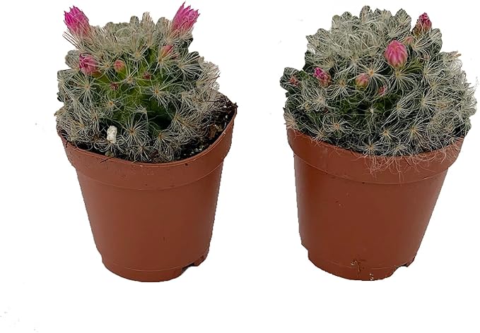 Powder Puff Pincushion Cactus - Mammillaria bacosana - 2 Pack in 2" Pots
