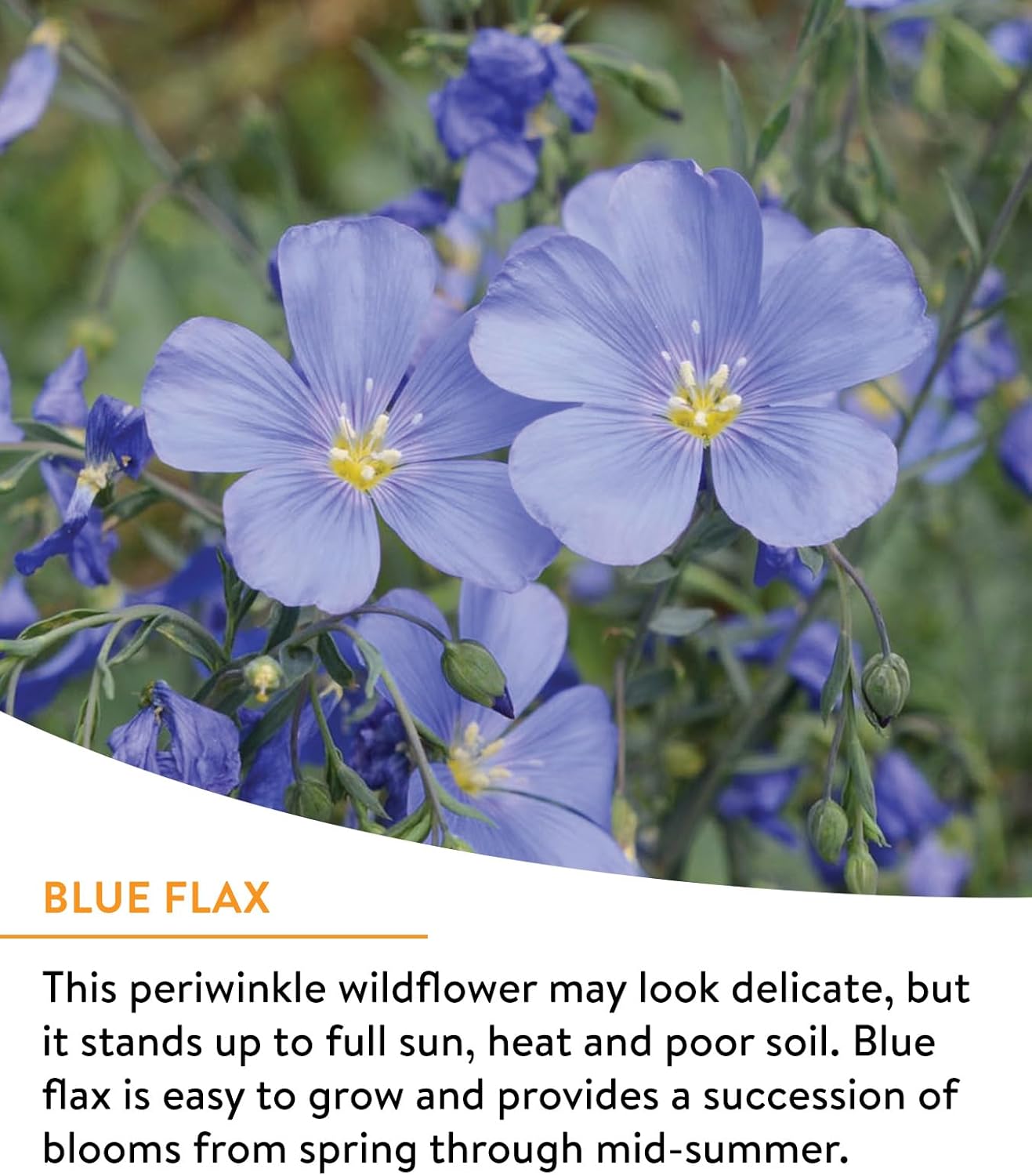 Burpee Wildflower 25,000 Bulk, 1 Bag, 18 Varieties of Non-GMO Flower Seeds Pollinator Garden, Pollinator Mix