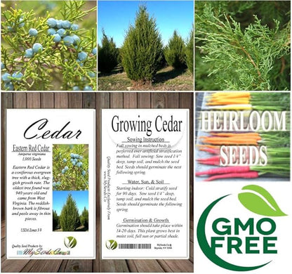 Cedar, Dogwood, Pine, Redwood, Spruce, Tree Seed by MySeeds.Co, You Choose The Color n Quantity (1 Pack, Eastern Red Cedar - Big Pack)
