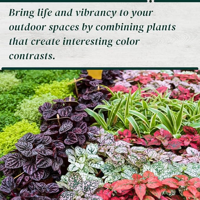 Polka Dot Plant (4-Pack) - Live Houseplants, Small Indoor Plants, Hypoestes Rose - Colorful, Air-Purifying House Plants