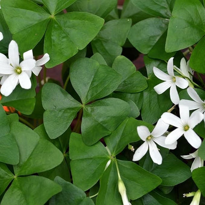 Easy to Grow Oxalis Regnellii Lucky Shamrock 20 Plant Bulbs - Green Foliage & White Flowers in Spring to Summer, Containers Indoor Outdoor Zones 6-10