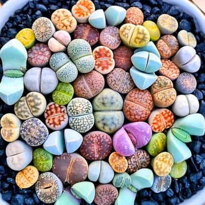 Mix Lithops Succulents Plants Live Bulks, Pack 20 Corlorful Living Stones Lithops Live Plants, Beautiful Lithops Living Stones to Grow, Lithop Succulents Cactus Garden