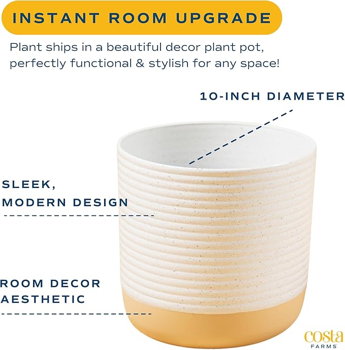 Costa Farms Sago Palm Live Plant | 2-3 Feet Tall | Easy to Grow Live Indoor Houseplant in 10-Inch Decorative Plant Pot | Unique Housewarming or Birthday Gift | Office, Room and Home Decor