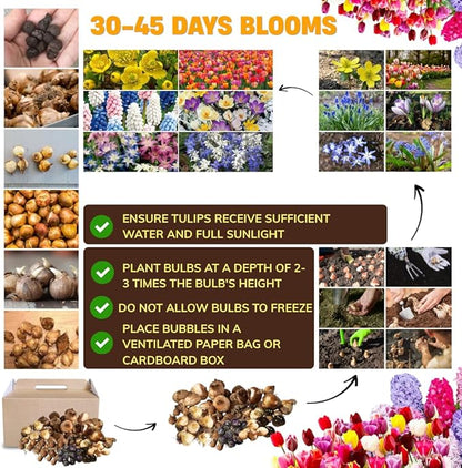 50 Days Blooms Mixed Flower Bulbs, Earliest Spring Blooms, Vibrant Colorful, Cold Hardy, Top Size Bulb for Easy Care, Flowerbeds