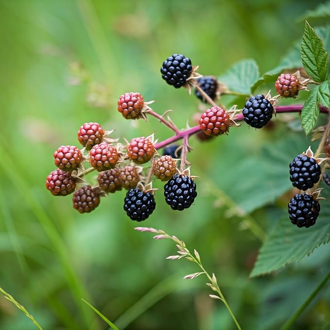 Tree Grow Kit | Easy to use | Educational | Memorial Gift | Plant It for The Planet | Grow Your Own Tree |Wide Selection to Choose from (BlackBerry)