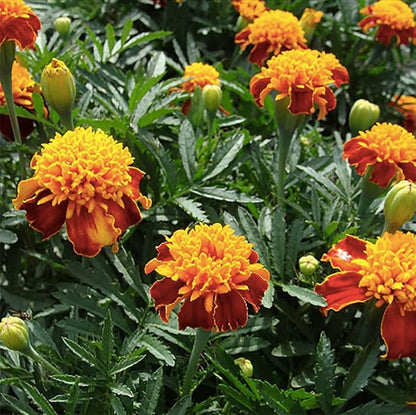 Dwarf Orange Flame Marigold Seeds - Good Addition to Vegetable Gardens - Marde Ross & Company