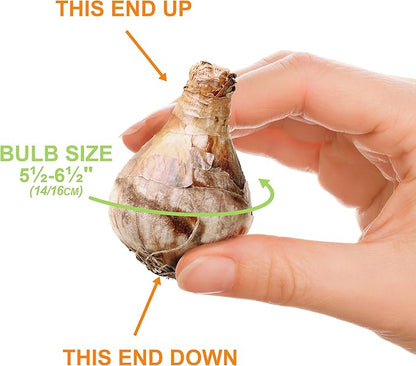 Garden State Bulb Narcissus Poeticus Pheasant's Eye Daffodil Flower Bulbs, 14/16cm, Fall Planting (Bag of 100)