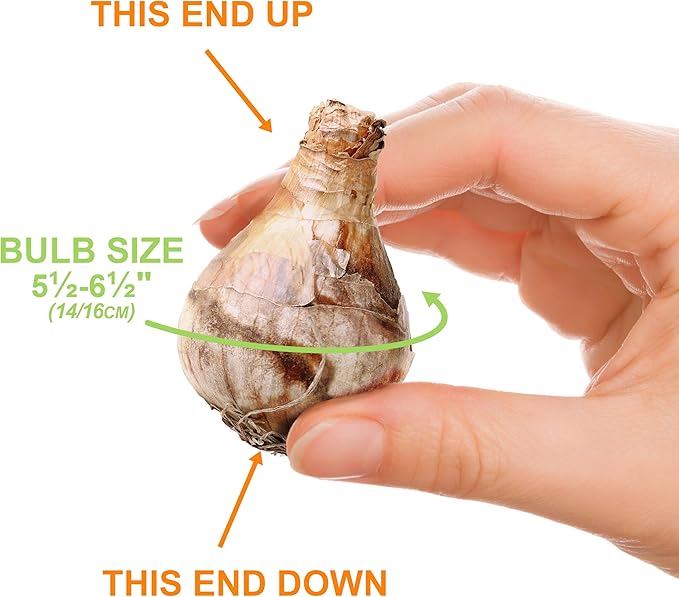 Garden State Bulb Narcissus Poeticus Pheasant's Eye Daffodil Flower Bulbs, 14/16cm, Fall Planting (Bag of 250)