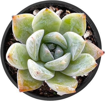 THE NEXT GARDENER.COM 2" Rare Succulent Echeveria Colorata x Laui, Live Succulents Plants Fully Rooted in Grower Pots, Unique Gift for Wedding Favor, Party Favor