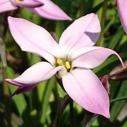 Easy to Grow Starflower 'Charlotte Bishop' Plant Bulbs (10 Pack) - Light Pink Flowering Blooms in Spring Gardens