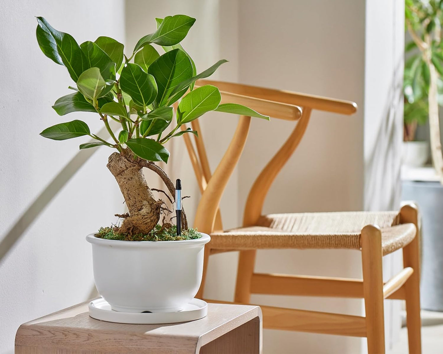 Sustee Aquameter - Medium - Black - Bundle of 4 - Leave-in Soil Moisture Meter for Potted Plants - Plant Water Sensor - Refillable