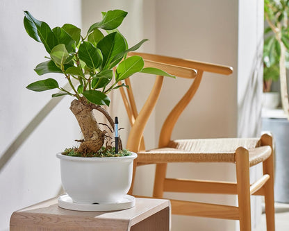 Sustee Aquameter - Medium - Black - Bundle of 12 - Leave-in Soil Moisture Meter for Potted Plants - Plant Water Sensor - Refillable