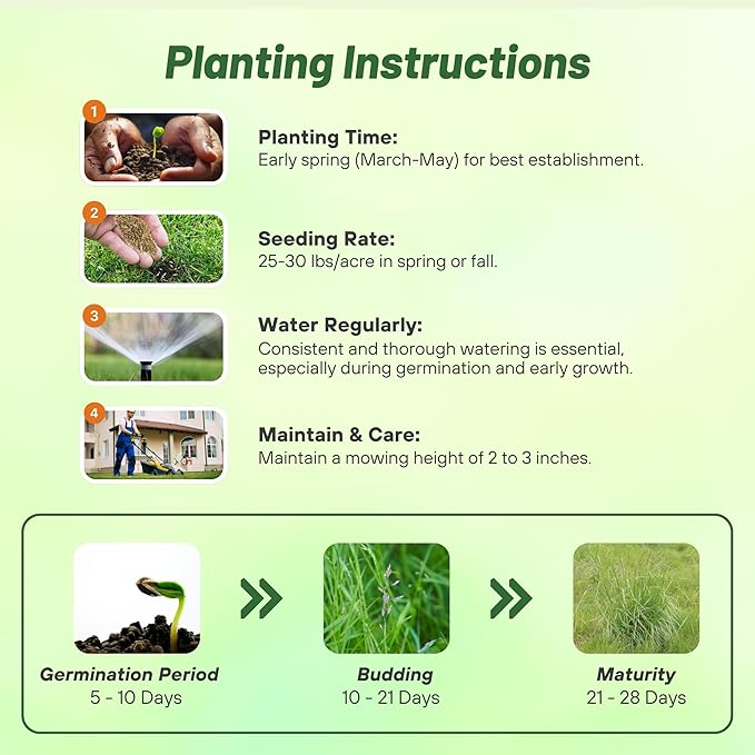 Outsidepride Forage Tall Fescue Grass Seeds - 25 lb. Perennial, Drought-Tolerant & Easy to Grow, Pasture Seeds for Planting Soft & Abundant Grass, Great for Grazing Livestock & Hay Production