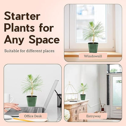 My Shelfie - Japanese Black Pine Bonsai Tree, 3-5-Inch Tall Bonsai Tree Live, Live Plants for Outdoor or Indoor Garden, Mini Tree in 2-Inch Pot (3)