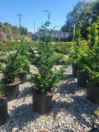Fernspray Hinoki Cypress - Live Plant - 3 Gallon Pot