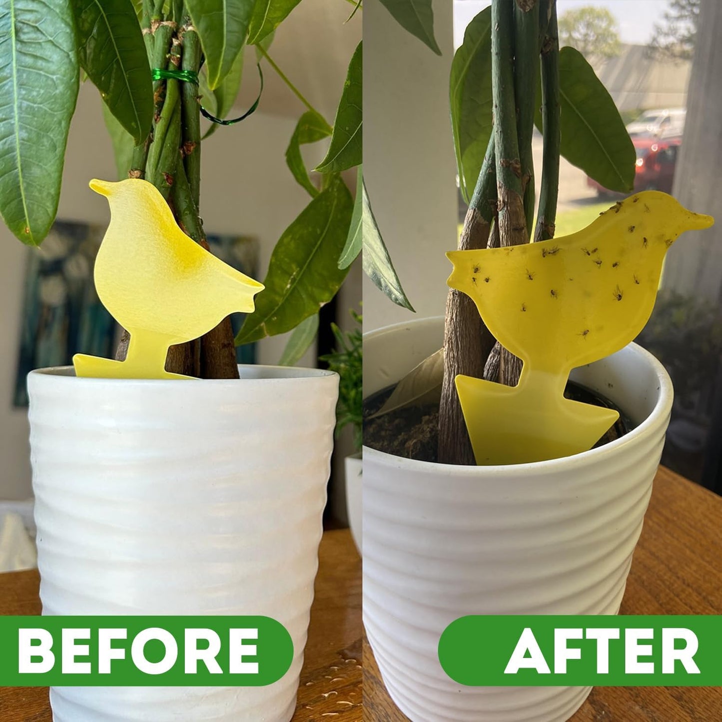 Kate's Home & Garden Plant Spray for Insects & Getting Rid of Gnats with 12 Sticky Traps. Fungus Gnat Killer & Bug Spray for Indoor Plants (16oz, Peppermint, Pet Safe, Non Toxic)