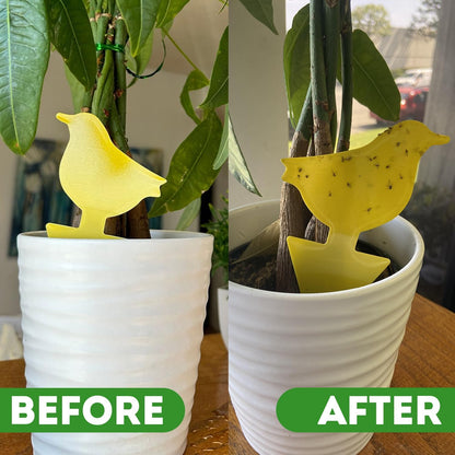 Kate's Home & Garden Plant Spray for Insects & Getting Rid of Gnats with 12 Sticky Traps. Fungus Gnat Killer & Bug Spray for Indoor Plants (16oz, Peppermint, Pet Safe, Non Toxic)