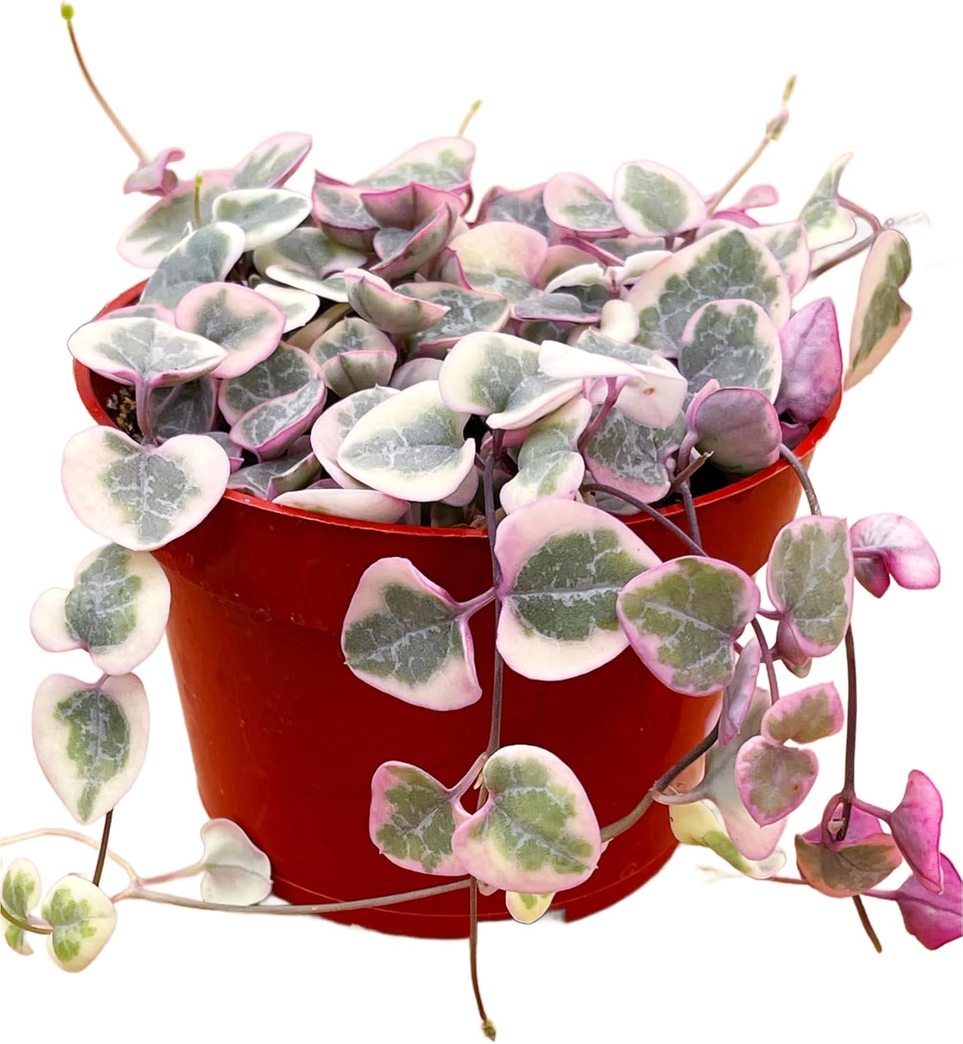 Succulents Plants Live 2inch Live Mini Succulent Plants, Easy Care House Plants Rooted in Succulent Soil Mix, by The Succulent Cult (Variegated String of Hearts, 4 Inch)
