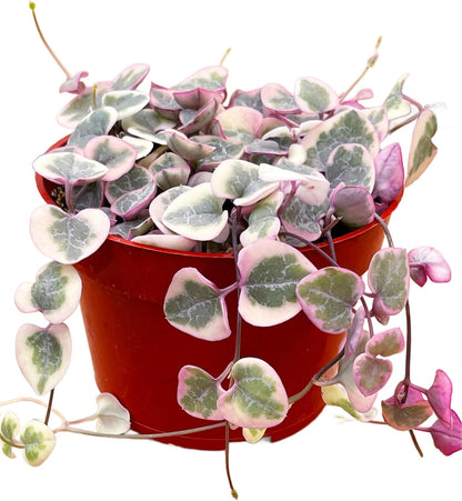 Succulents Plants Live 2inch Live Mini Succulent Plants, Easy Care House Plants Rooted in Succulent Soil Mix, by The Succulent Cult (Variegated String of Hearts, 4 Inch)