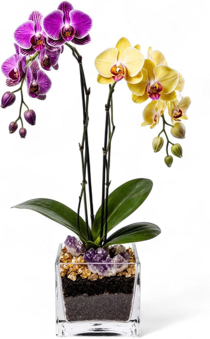 Live Purple and Yellow Double Stem Phalaenopsis Orchid Plant with Citrine and Amethyst - Premium Dual-Color Flowering Houseplant, Easy Care Live Plant