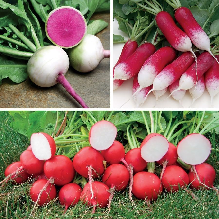 Park Seed Sow Effortless Collection Seed Tape – Gourmet Radish Collection, 15 Feet – Easy DIY Planting, 3 Premium Varieties, Quick-Growing Cool-Season Crop, No Thinning, Ready in 30–60 Days