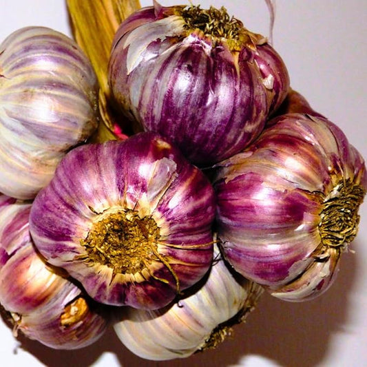 1 Pound Garlic for Planting in Fall Hardneck, 8-10 Purple Garlic Bulbs for Planting, Fresh and High Yield Bulb Variety Pack, Hardy and Fast Growing