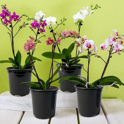 RAOOKIF 100 Pack Nursery Pots, 4 5 6 Inch Nursery Pot for Plants, Plastic Plant Pots with Drainage Holes, Garden Flower Pots for Transplanting, Succulents, Cuttings, Seedlings(5inch,100pcs)