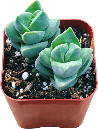 Succulents Plants Live 2inch Live Mini Succulent Plants, Easy Care House Plants Rooted in Succulent Soil Mix, by The Succulent Cult (Crassula Moonglow, 2 Inch)