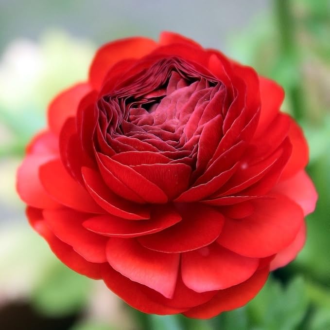 Easy to Grow Ranunculus Tecolote Red 10 Plant Bulbs - Red Flowers in Spring, Full Sun Outdoor Zones 8-10, Mediterranean Carlsbad Flower Fields