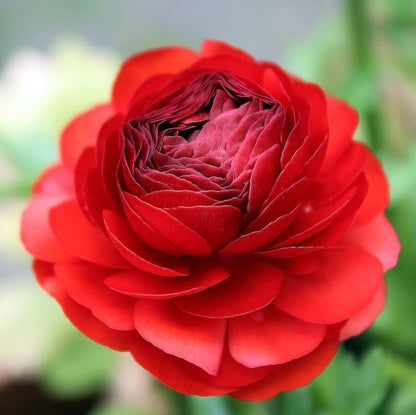 Easy to Grow Ranunculus Tecolote Red 10 Plant Bulbs - Red Flowers in Spring, Full Sun Outdoor Zones 8-10, Mediterranean Carlsbad Flower Fields
