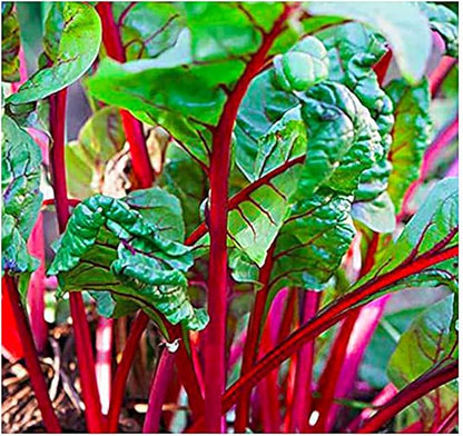 Rhubarb Swiss Chard - Delicious and Nutritious… - Delicious and Nutritious - Approximately 175 Seeds
