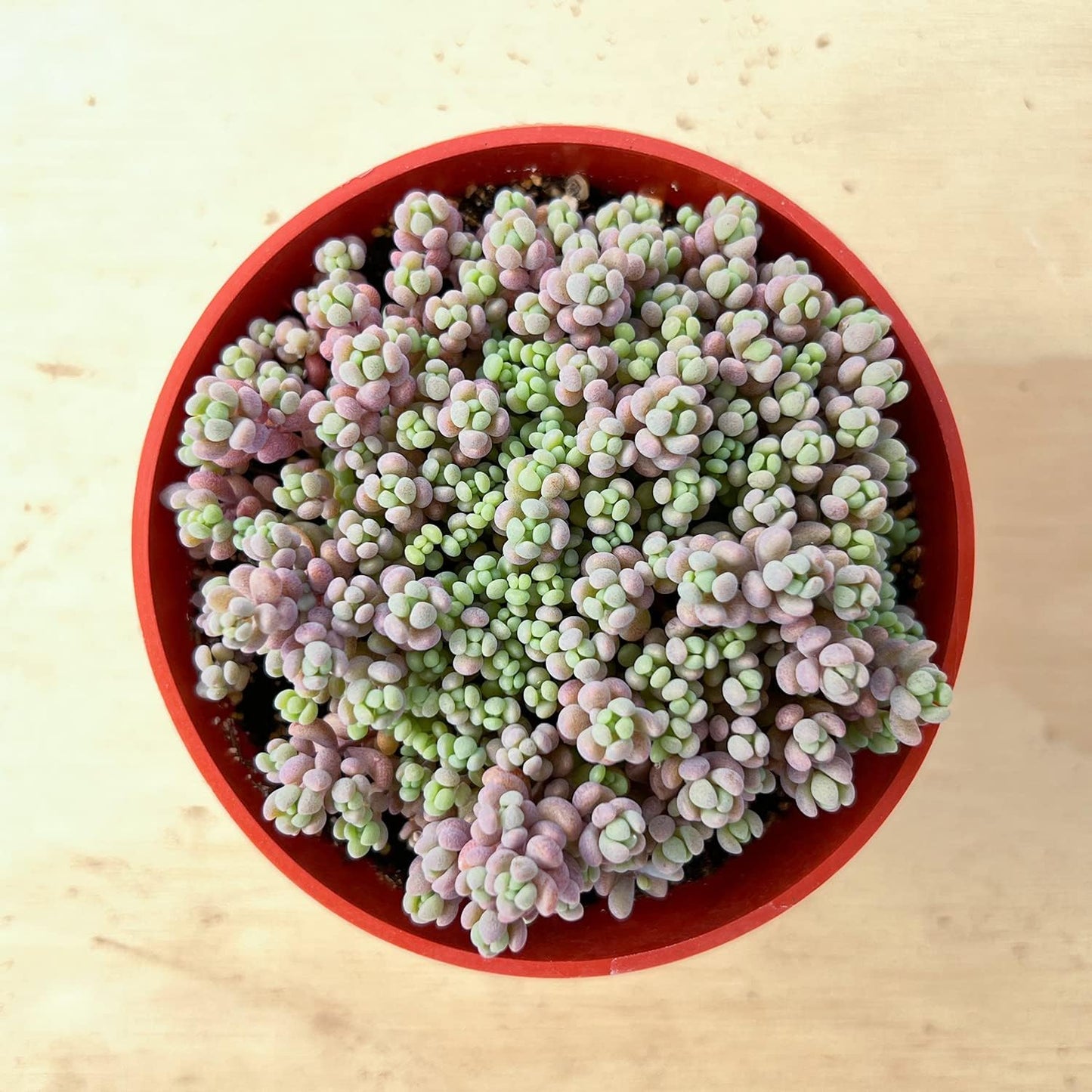 Sprout N Green 4" Sedum Dasyphyllum 'Minor', Live Succulent Fully Rooted in Pots, Rare House Plant for Home Office Indoor Outdoor Wedding Decoration, DIY Projects, Party Favor