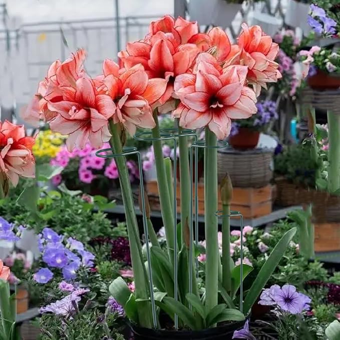 Plant Stake Support - 6 Pack Adjustable Height 12" or 24", Garden Support Stake Plant Cage Support Rings, Single Stem Plant Support Stakes, for Flowers Amaryllis Tomatoes Peony Lily Rose (24inch)