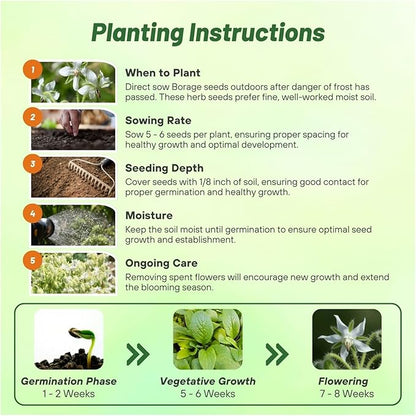 Outsidepride White Borage Seeds for Planting – 1000 Pcs. Annual, Drought-Tolerant Herb Seeds with Star-Shaped Blooms, Attracts Bees for Pollinator Gardens, Summer Teas, Decoration & Culinary Use