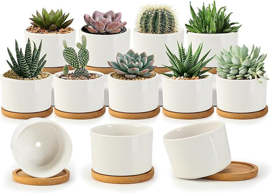 ZOUTOG Succulent Pots 3.1 Inch,Succulent Planters 12 Pack,Small Pots for Plants with Drainage and Tray,White Ceramic Flower Planters for Indoor Plants,Home,Office,Desk