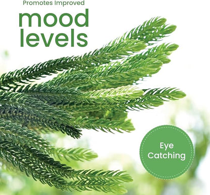 American Plant Exchange Live Norfolk Island Pine Plant, Plant Pot for Home and Garden Decor, 6" Pot