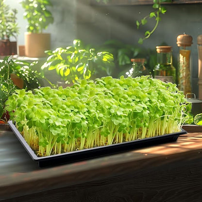 20 Pack Shallow 1020 Trays No Holes, Heavy Duty Reusable Seed Starter Flat Seedling Tray for 72/128 Cell Plug Tray, Transplant, Microgreen & Seed Germination (21"×11", 1.6" Deep, TD538)
