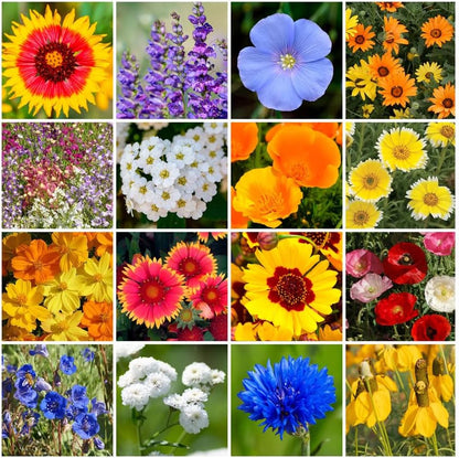 Park Seed Grow Your Own Vibrant Annual and Perennial Wildflower Garden Mixture, Easy to Grow Varieties for Pollinators and Spring Gardens - Dry Places Mix, 5 lbs