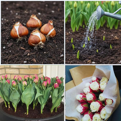 10 Tulip Bulbs for Fall Planting Bulk, Ice Cream Tulip Bulbs for Growing Indoors, Flower Bulb Spring Fall