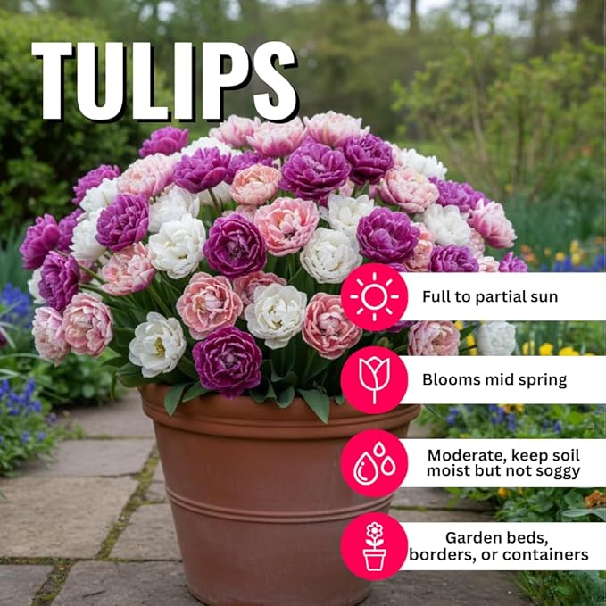10 Tulip Bulbs for Fall Planting Bulk, Tulip Bulb, Perennial Flower Bulbs for Garden Growing, Tulip Bulbs Bulk (Double Mix)