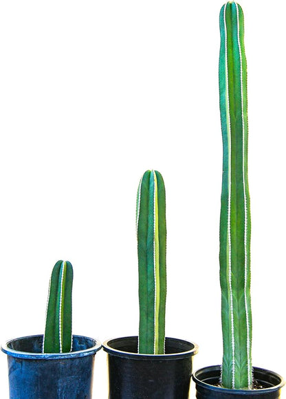 Cactus Outlet - Mexican Fence Post Cacti - Cactus Plants Live, 12”-18" Live Plants Indoor & Outdoor Use, Rare Large Live Cactus - Landscape Ready Large Cactus Plant Live Delivered Right to Your Door